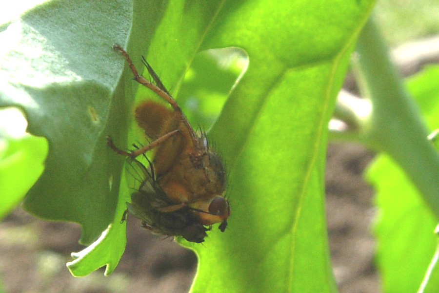 Eurydema ornata e E. ventralis